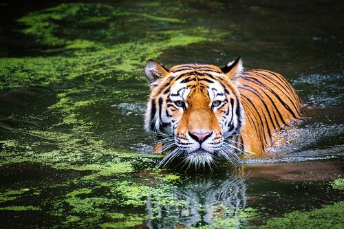Journée internationale du tigre