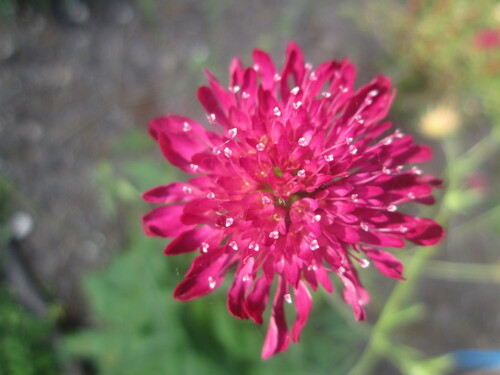 Les fleurs du moment