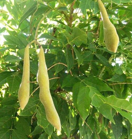 Fleurs cultivées : Glycine