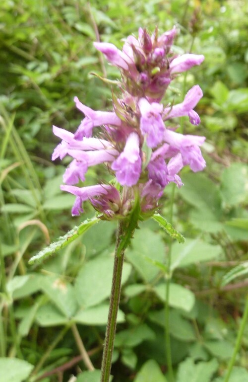 Promenades : fleurs