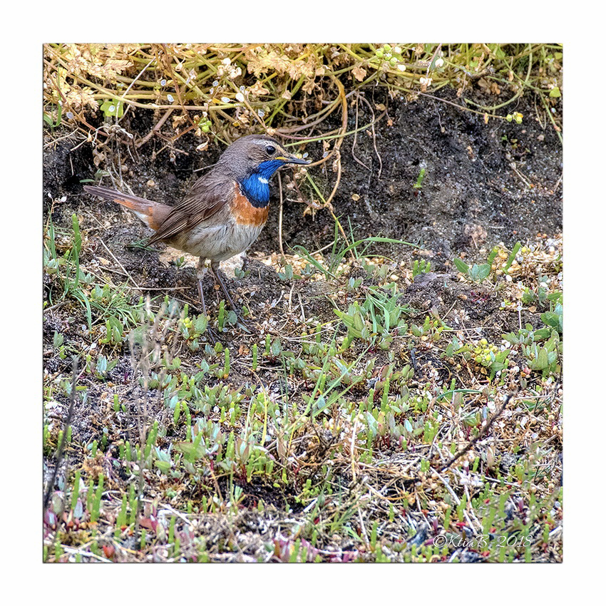 Gorgebleue à Miroir ♂