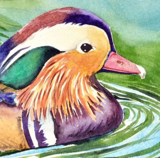 Dessin et peinture - vidéo 4136 : Comment peindre un canard mandarin ? - aquarelle.