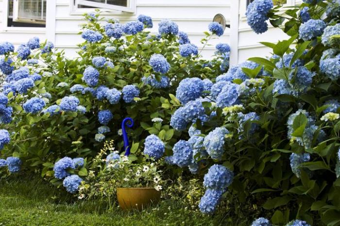 Des fleurs qui feront de votre jardin un paradis bleu