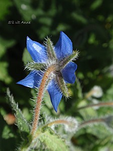 Bourrache, borago officinalis