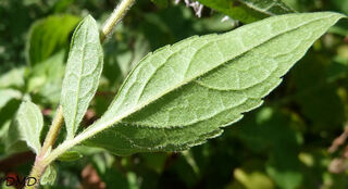 Eupatorium cannabinum - eupatoire à feuilles de chanvre - chanvrine