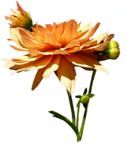 Tubes PNG de fleurs