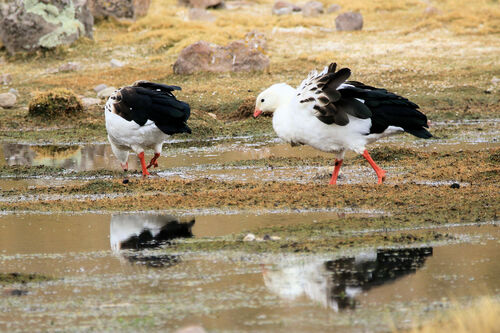 Ouette des Andes (Andean goose)