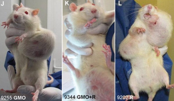 rat tumeurs