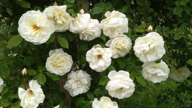 Le rosier de mamie