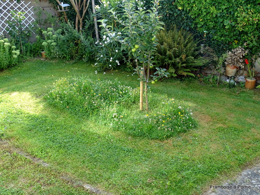 Fleurs dans le jardin 