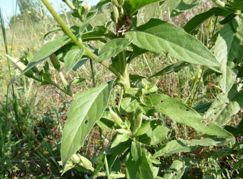 Oenothera glazioviana - onagre de Glazou