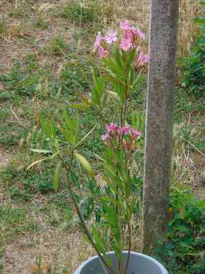 Laurier rose