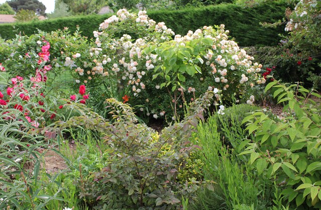 La sente aux roses