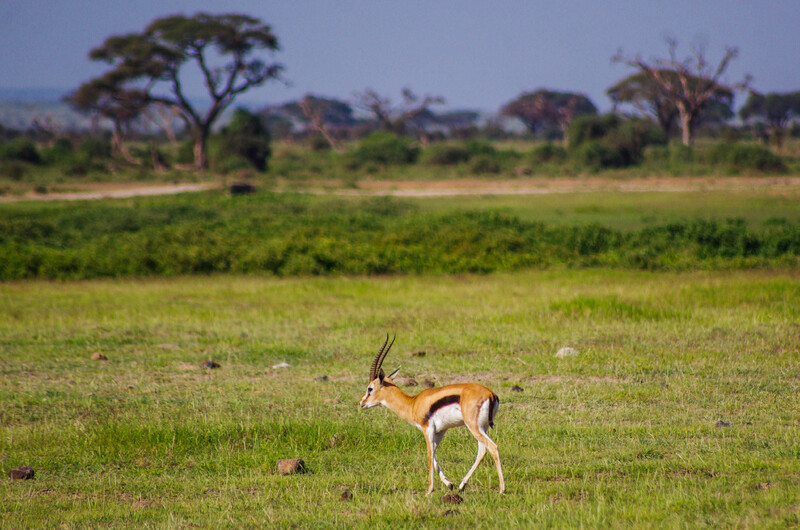 Kenya #7 - Safari