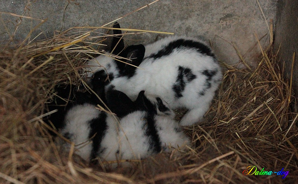 ma louloutte a eu des bébés !!!!