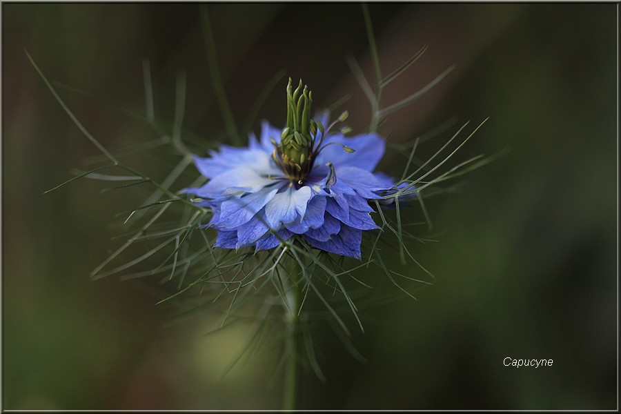 Nigelles de Damas