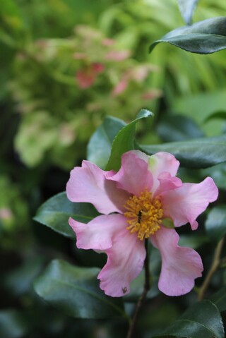 camellia sasanqua 'Plantation Pink'