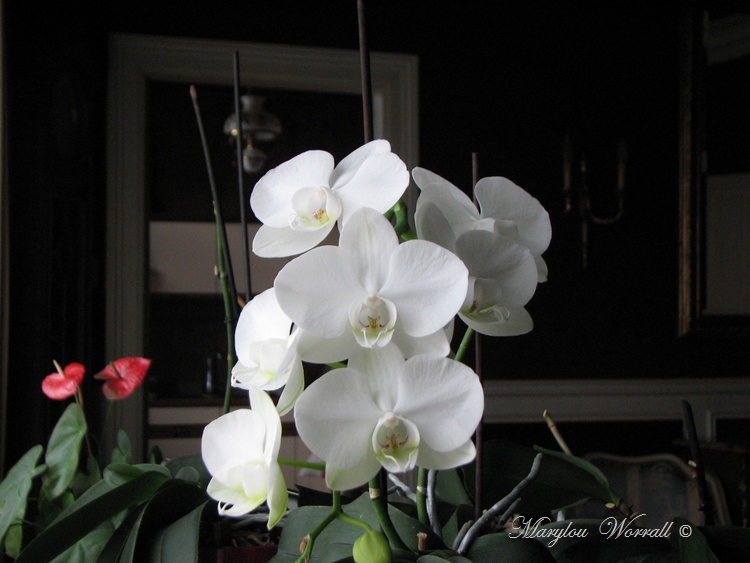Coup d’œil sur mes orchidées