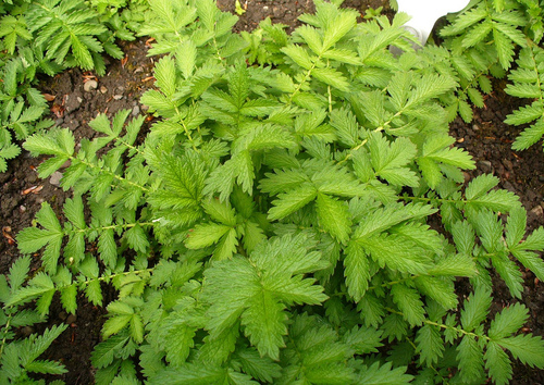 Aigremoine eupatoire (Agrimonia eupatoria) feuilles