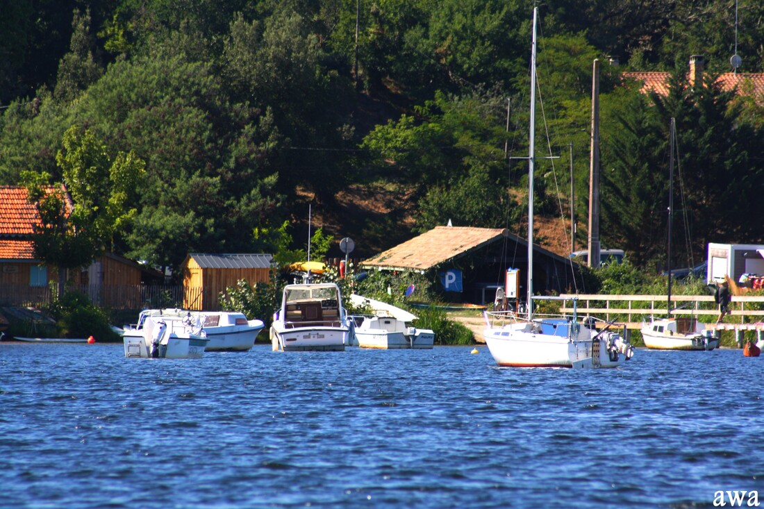 Le bal des cygnes sur le lac de LACANAU cet été