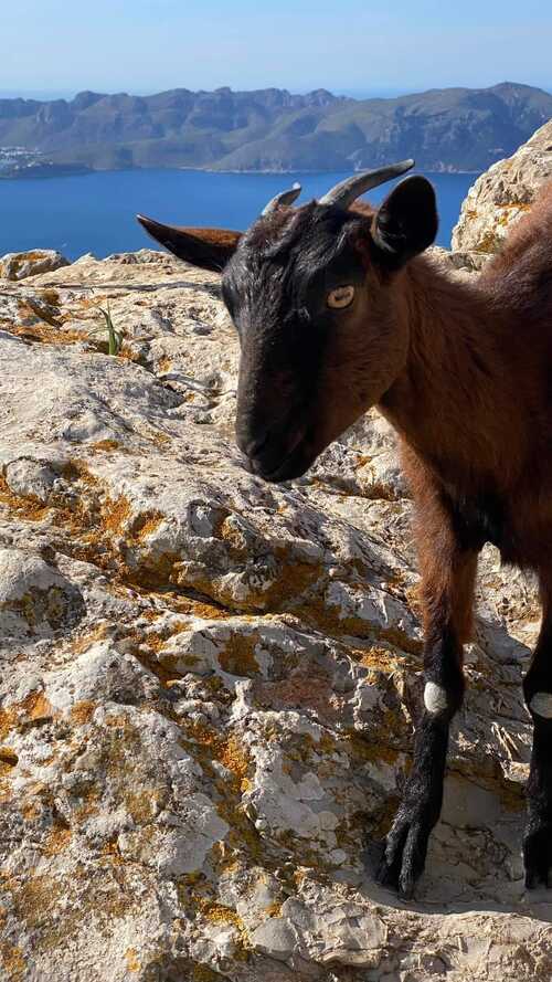 majorque -  nord de l'ile -  Mirador de la Penya des Migdia