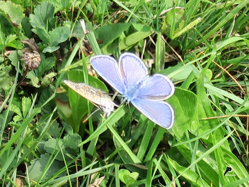 Couple d'azuré commun (Polyommatus icarus)