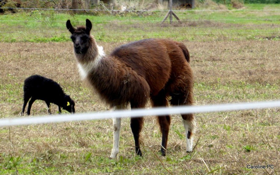 *Les lamas ont de la compagnie*