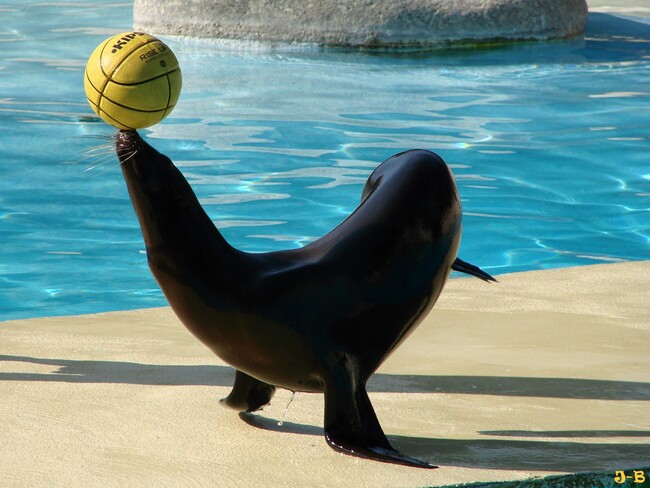 Zoo de Beauval.