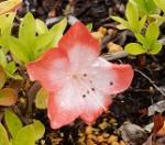 Identification par les fleurs !