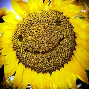 campaign pub sunflowers smiling