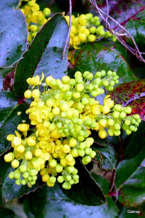 Mahonia : fleurs jaunes