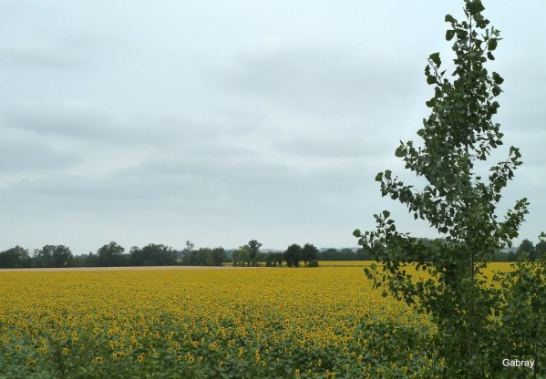 R01 - Champ de tournesol