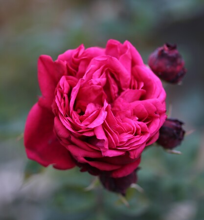 Les Roses de Warren : Ruffled Burgundy