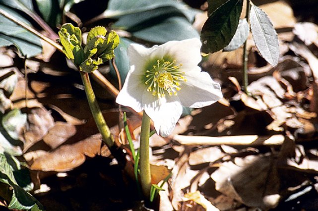 La rose de Noël (Helleborus niger) est le... (www.jardinierparesseux.com)