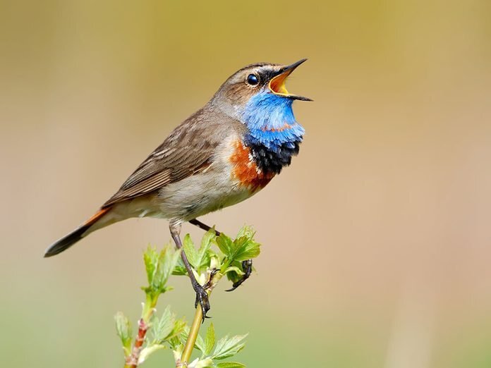 Comment les oiseaux chantent-ils?