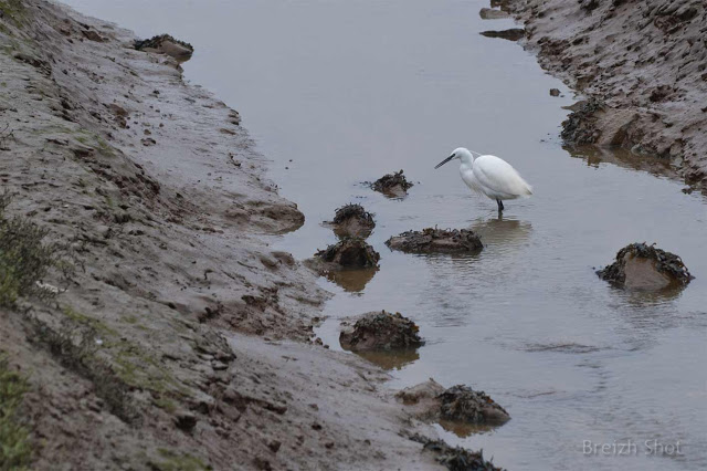 Les étiers de Guérande : Marée basse dans le marais salant : Une aigrette garzette dans un étier