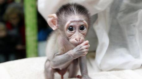 Le sauvetage du bébé singe