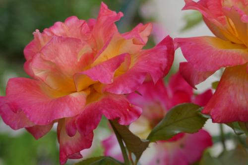 Le cartoscope du lundi 24 juin 2024