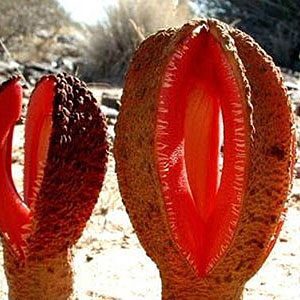 9. L'Hydnora Africana