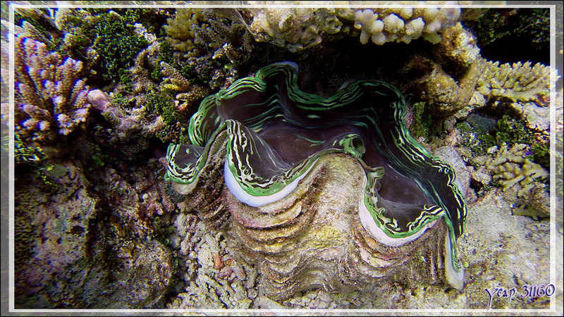 Bénitier commun (Tridacna maxima) spécimen émeraude - Snorkeling à Athuruga - Atoll d'Ari - Maldives