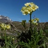Primevère élevée (Primula elatior)