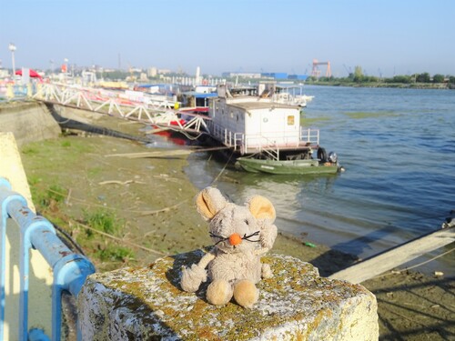 Découverte du Delta du Danube avec ses zoiseaux!