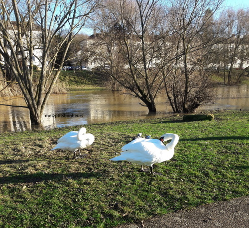 Des plumeux du parc de la Seille...