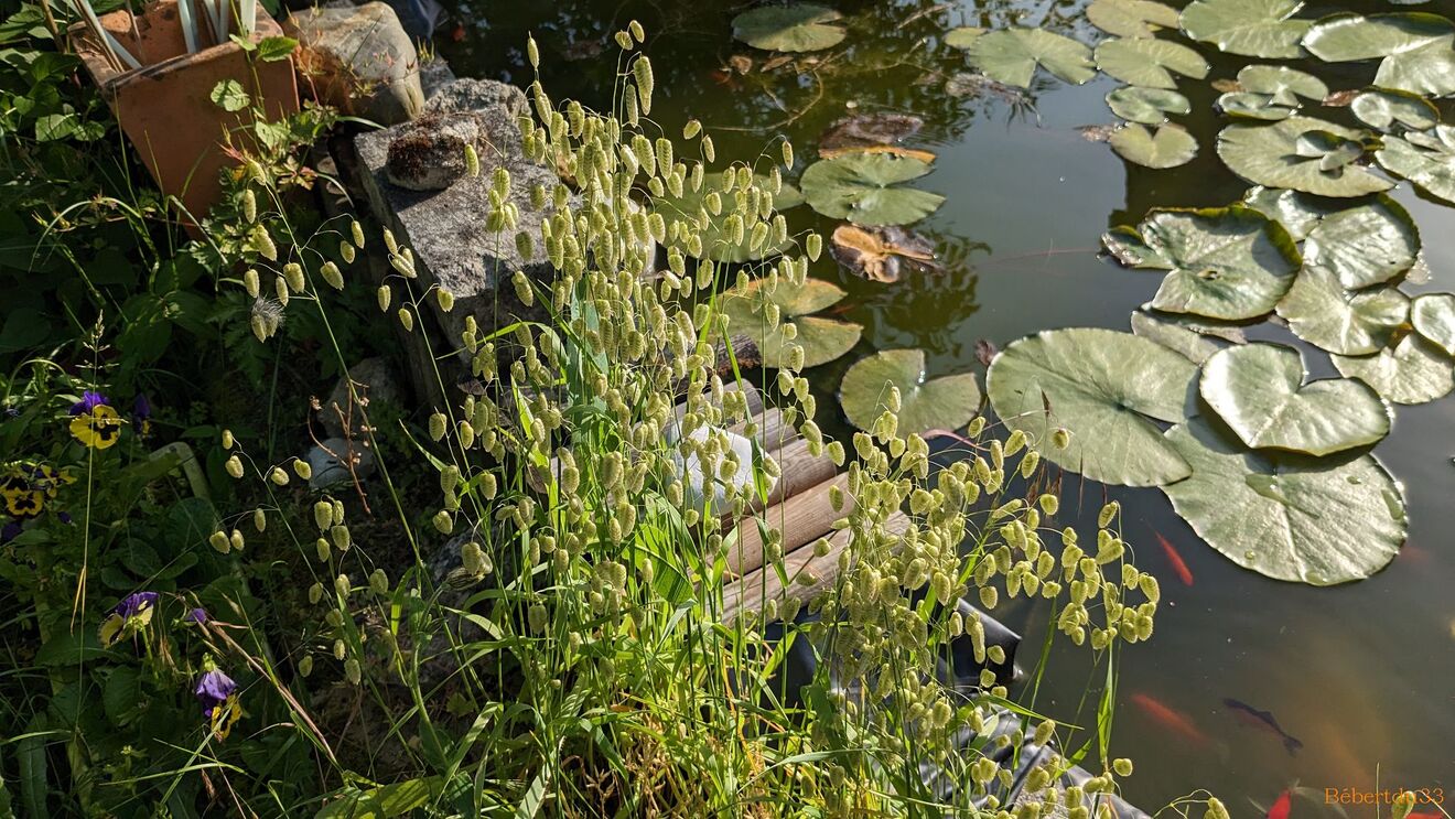 Nos fleurs du jardin 