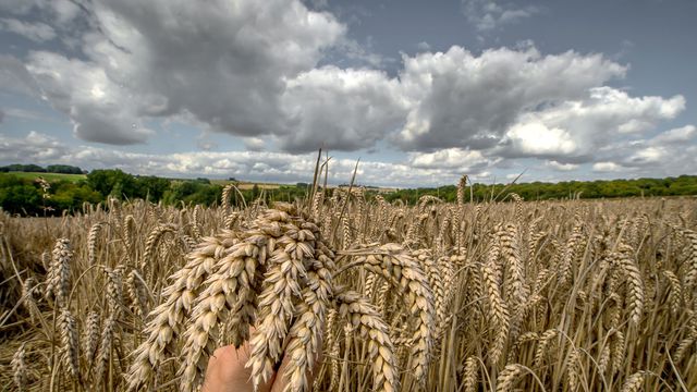 La production de blé française s'effondre en 2016. Un champ de blé le 21 août 2014 à Thiepval, dans la Somme (photo d'illustration).