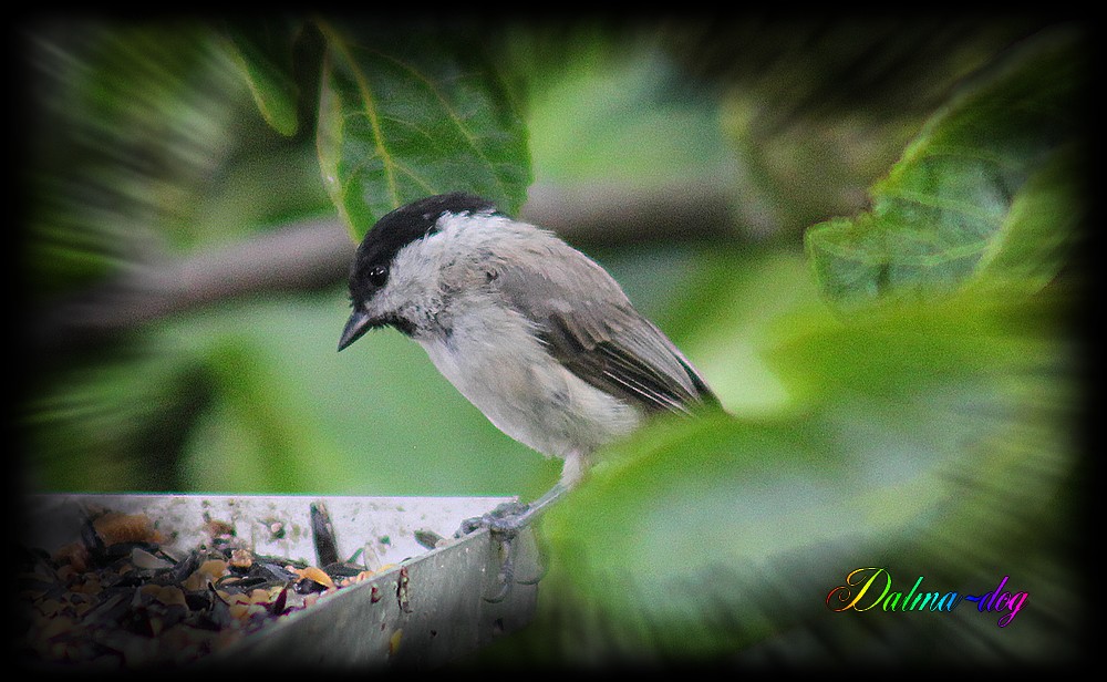 mésange nonette ou boréale