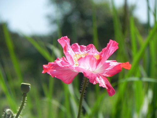 Jardin de Gilles 2015