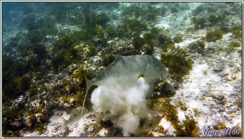 Carangue (Grosse tête ?) - Praslin - Seychelles