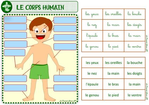 Atelier le corps humain