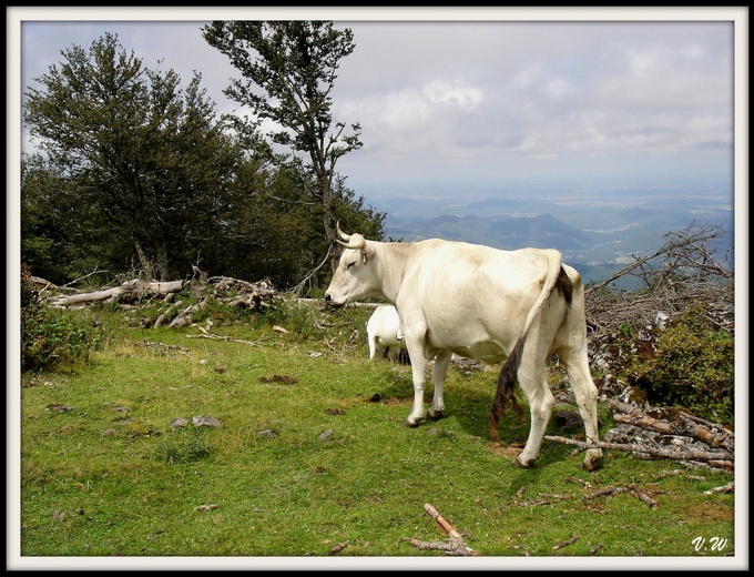 Des vaches en montagne